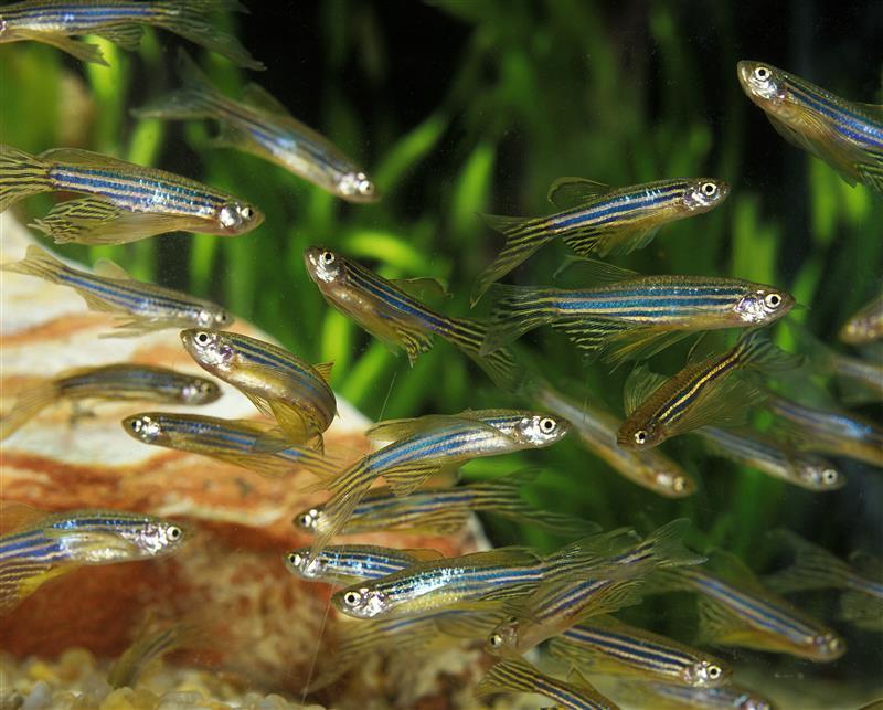 Zebrafish in their natural habitat